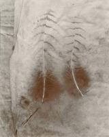 Olivia Parker - Two Feathers (from "Lost Objects portfolio)
