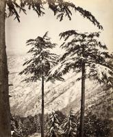 Samuel Bourne - Snowcapped Deodars, Simla, India