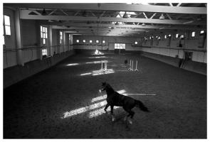 Stanko Abad�ic - Horse, Zagreb,Croatia