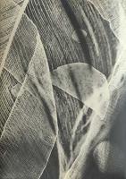 Tihamer Gyarmathy - Untitled (Luminogramme)