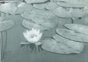 Jaroslav Krupka - Water Lily Pads