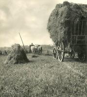 Jean-Marie Auradon - Harvest