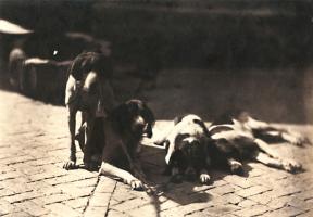Count Olympe Aguado - Hunting Dogs