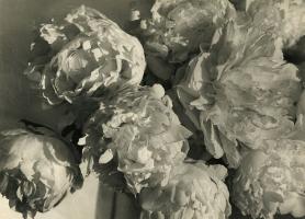Pierre Auradon - Peonies
