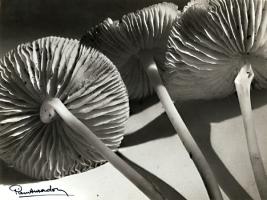 Pierre Auradon - Mushrooms