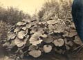 Achille Quinet - Barbizon Nature Study of Stream and Plants