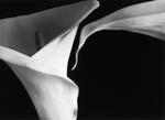 Tom Ferguson - Two Calla Lillies