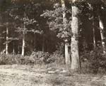 Charles Marville - Trees