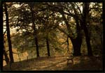 Louis and Auguste Lumiere (attributed to) - Beautiful Scene in the Woods with a Bench