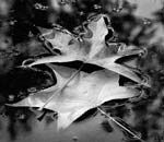 Marcia Schulman Martin - Leaves and Bubbles Marcia Schulman Martin - Leaves and Bubbles