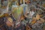 Russ Martin - Blue and Green Wilted Hosta Leaves