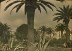R. Larmarche - Albert I Park, Nice, France