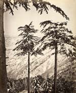 Samuel Bourne - Snowcapped Deodars, Simla, India