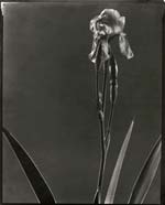 Edward Steichen - Sightly Solarized Flower Study #2 (Iris)