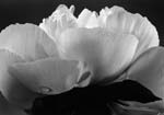Yasuhiro Ishimoto - Chinese Peony