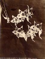 Anonymous (French) - Orchids (Odontoglossum Alexandrae)