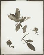 Eugene Charles De Gayffier - Study of Foliage, Wild French Plant