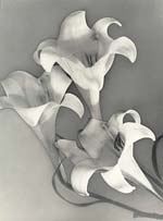 Karel Van Houdt - Solarized Lilies