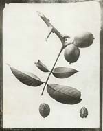 Eugene Charles De Gayffier - Study of Foliage, Wild French Plant