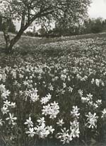 Indecipherable - Field of Narcissus