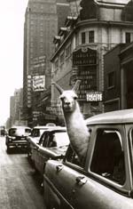 Inge Morath - Linda, the Llama, in Time Square, New York City, NY