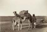 Anonymous - Camels with a Smaller Camel, Desert Anonymous - Camels with a Smaller Camel, Desert