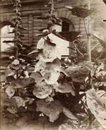 Jean-Eugene-Auguste Atget - Flowers (Hollyhocks)
