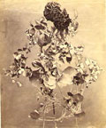 John (?) Mohr - Edible Flower Study