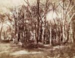 Alinari Brothers - Study of Trees