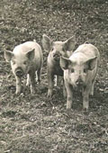 Wolfgang Suschitzky - Three Little Pigs Wolfgang Suschitzky - Three Little Pigs