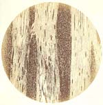 Adolphe Bertsch - Biological Microscope Study of Fossilized Wood