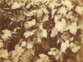 Charles Aubry (attributed to) - Grape Leaves