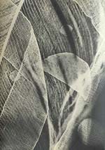 Tihamer Gyarmathy - Untitled (Luminogramme)