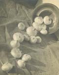 E. Lucerne Mailloux - Still Life of Onions and Bowl