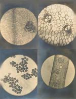 Anonymous - Eight Microscopic Views