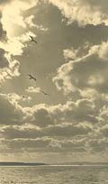 Percy Loomis Sperr - Seagulls and Wind Clouds