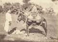 Anonymous - Boy on Donkey Drinking from a Flask