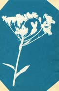 Anonymous - Botanical Photogram of Goldenrod