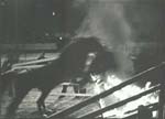 Ilse Bing - Circus Horse Jumping through Fire