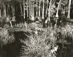 Paula Chamlee - Swamp (Bayou Le Batre), Alabama #3