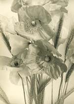 Jean-Marie Auradon - Poppies and Wheat Stalks
