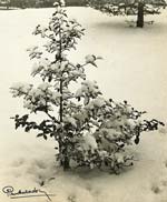 Pierre Auradon - A Holly Tree in Snow