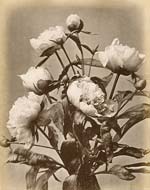 Charles Aubry (attributed to) - Peonies