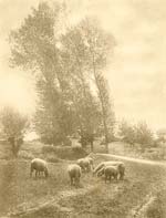 A. P. - Sheep in Pasture