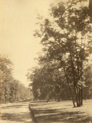 Hippolyte Bayard - A Study of Trees and Road