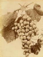 Charles Aubry (attributed to) - Grapes (Raisins)