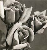 Pierre Auradon - Roses