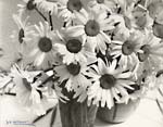 Jean-Marie Auradon - Daisies Jean-Marie Auradon - Daisies