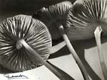 Pierre Auradon - Mushrooms