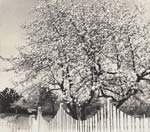 Dorothy Norman - Apple Blossoms, Woodstock, NY
